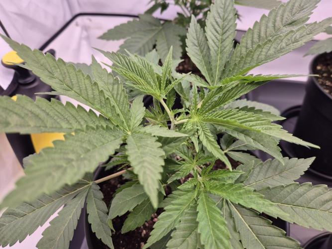 Insane OG 2025. Week 3