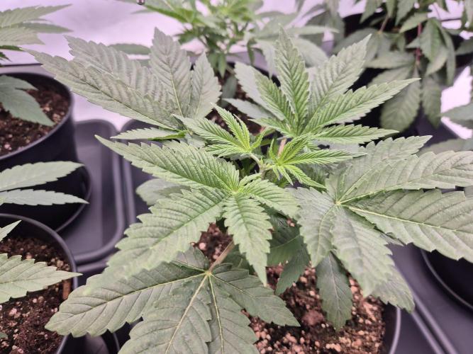 Insane OG 2025. Week 3