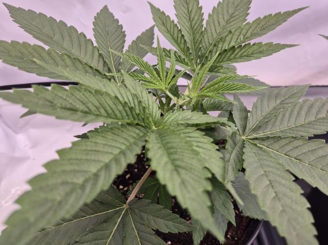 Insane OG 2025. Week 3