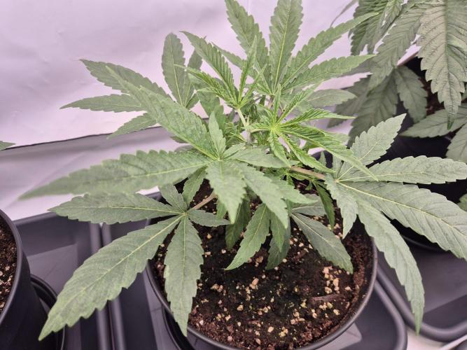 Insane OG 2025. Week 3