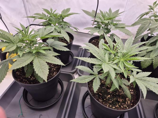 Insane OG 2025. Week 3