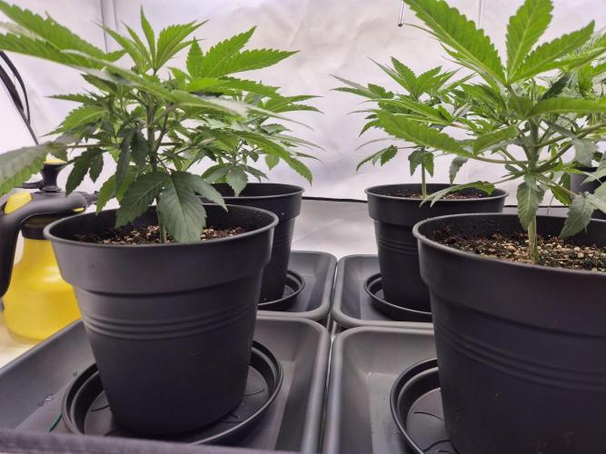 Insane OG 2025. Week 3