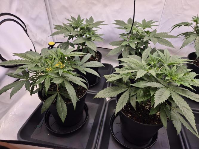 Insane OG 2025. Week 3