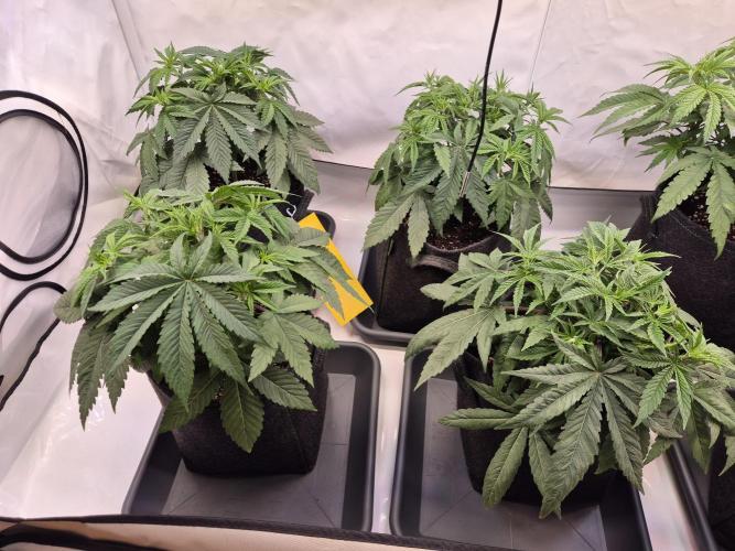 Insane OG 2025. Week 4