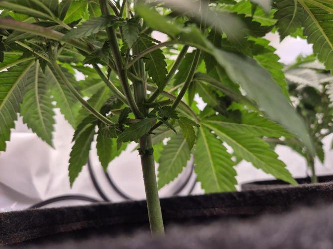 Insane OG 2025. Week 4