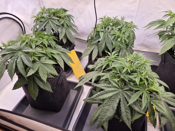 Insane OG 2025. Week 4