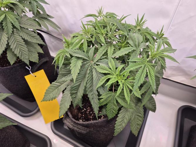 Insane OG 2025. Week 4