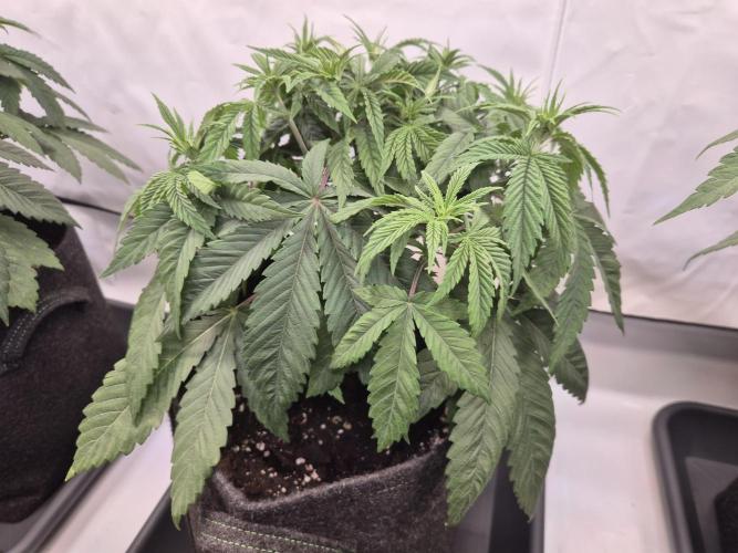 Insane OG 2025. Week 4