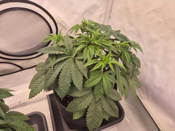 Insane OG 2025. Week 4