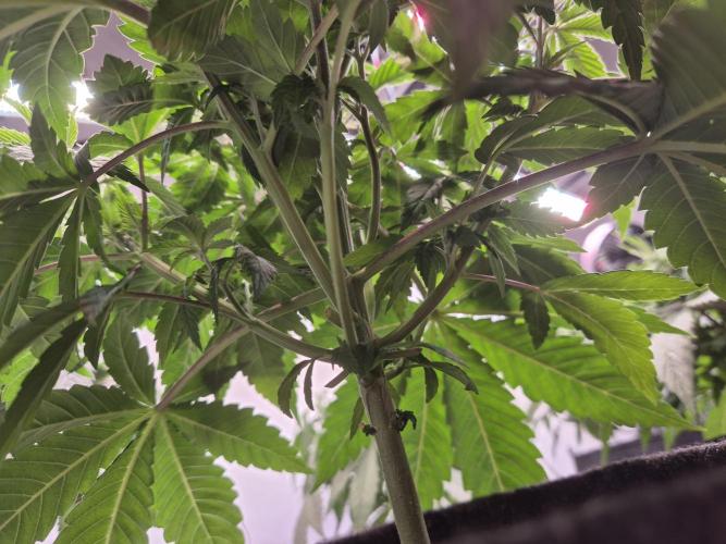 Insane OG 2025. Week 4