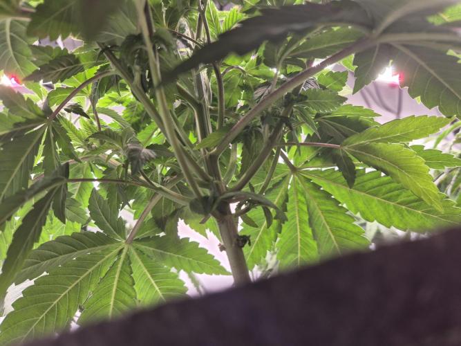 Insane OG 2025. Week 4