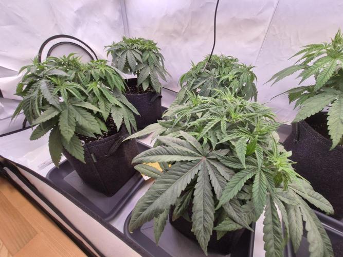 Insane OG 2025. Week 4