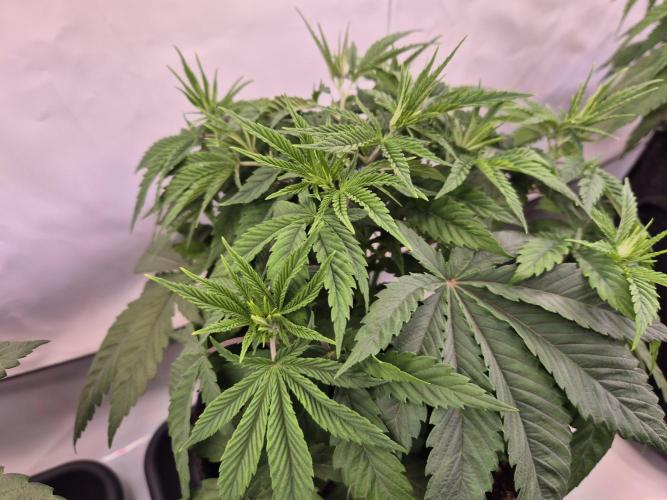 Insane OG 2025. Week 4