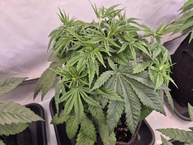 Insane OG 2025. Week 4