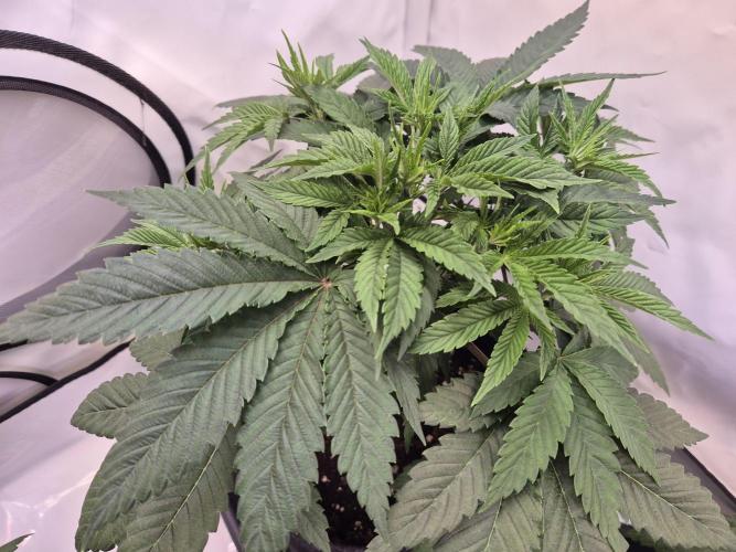 Insane OG 2025. Week 4