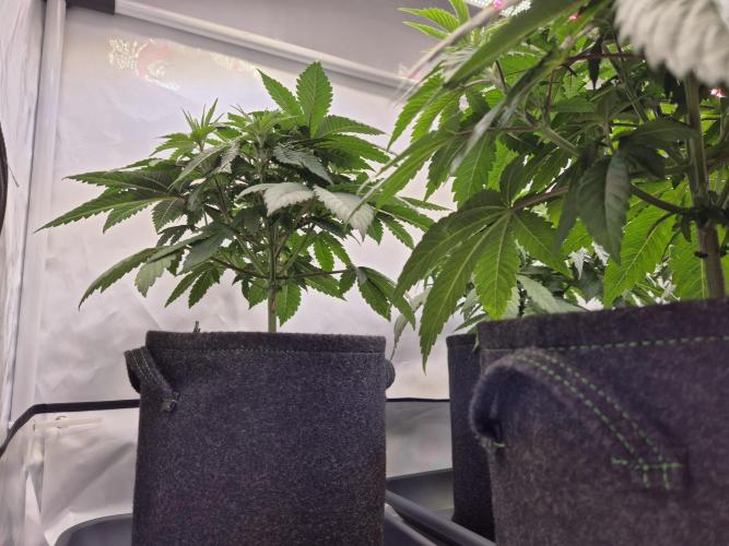 Insane OG 2025. Week 4