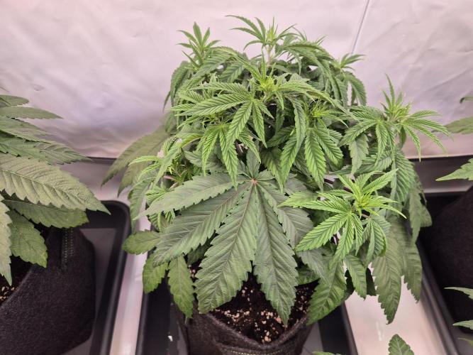 Insane OG 2025. Week 4