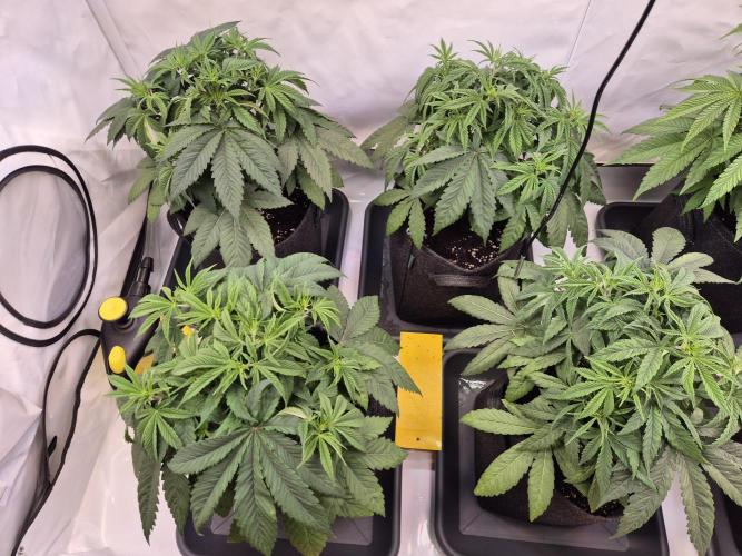 Insane OG 2025. Week 4