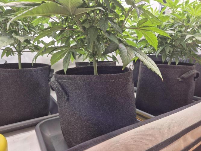 Insane OG 2025. Week 5