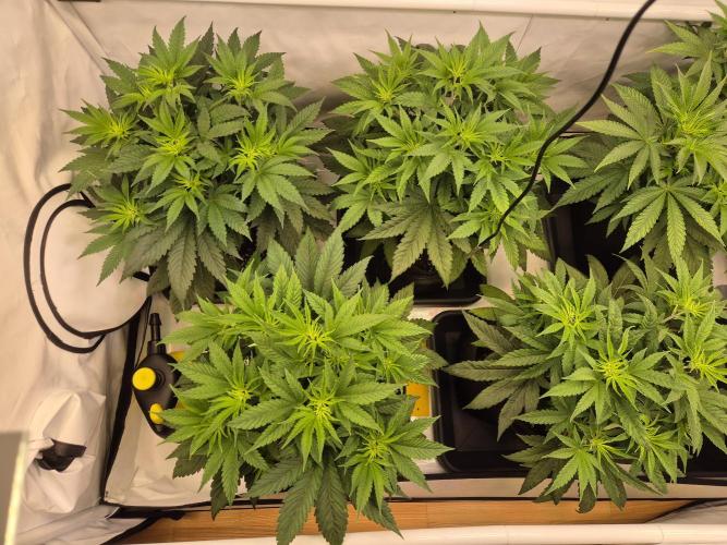 Insane OG 2025. Week 5