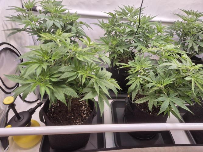 Insane OG 2025. Week 5