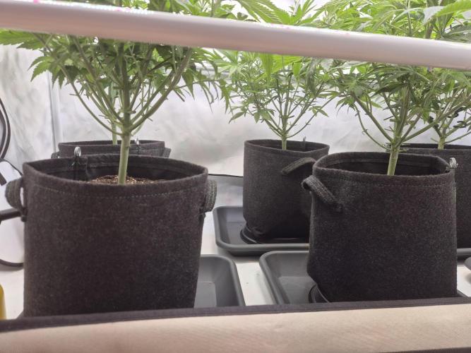 Insane OG 2025. Week 5