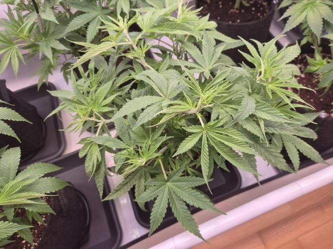 Insane OG 2025. Week 5