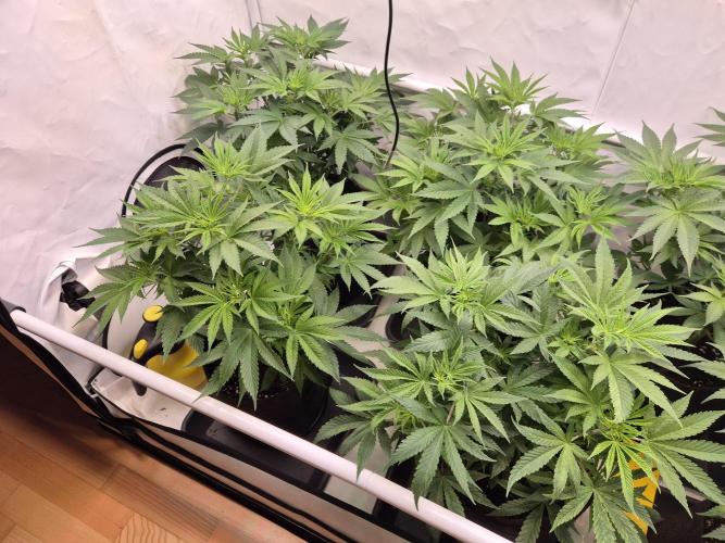 Insane OG 2025. Week 5