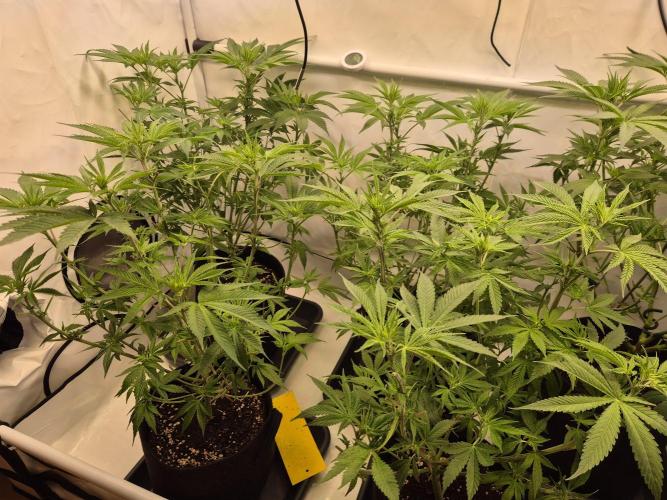 Insane OG 2025. Week 6