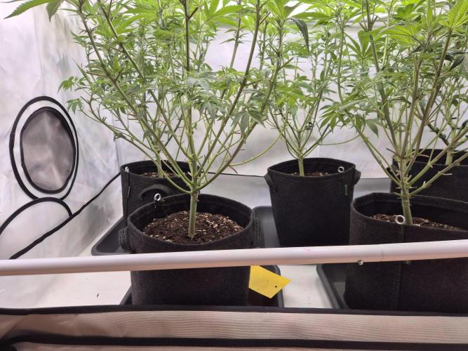 Insane OG 2025. Week 6