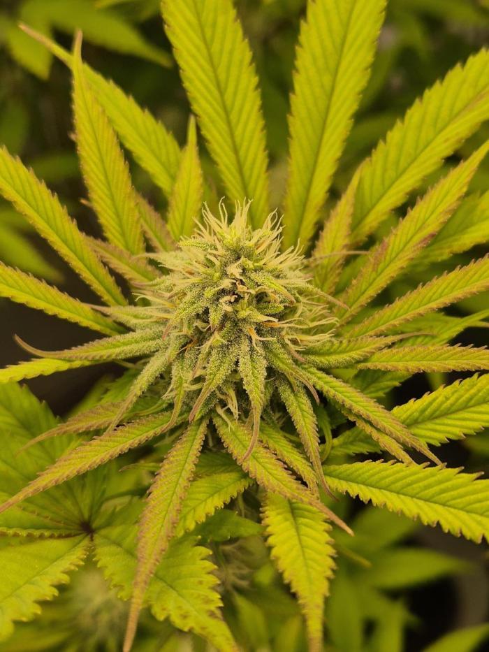 Insane OG 2025. Week 9