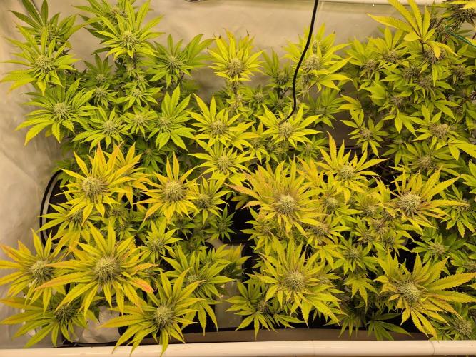 Insane OG 2025. Week 10