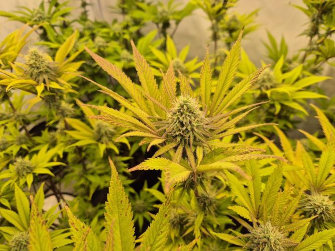 Insane OG 2025. Week 10