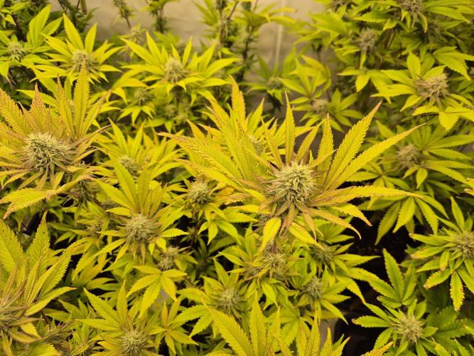 Insane OG 2025. Week 10