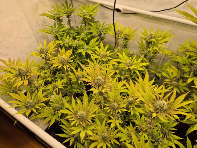 Insane OG 2025. Week 10