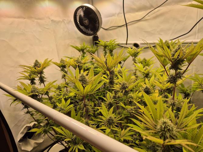 Insane OG 2025. Week 10