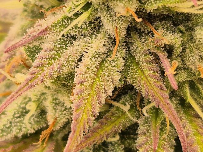 Insane OG 2025. Week 10