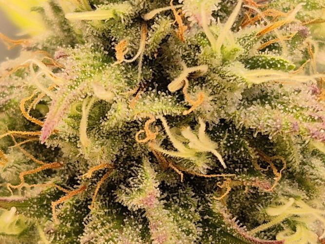 Insane OG 2025. Week 10