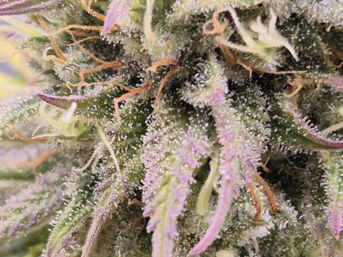 Insane OG 2025. Week 10