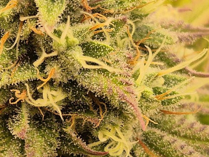 Insane OG 2025. Week 10