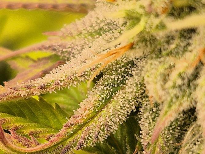 Insane OG 2025. Week 10