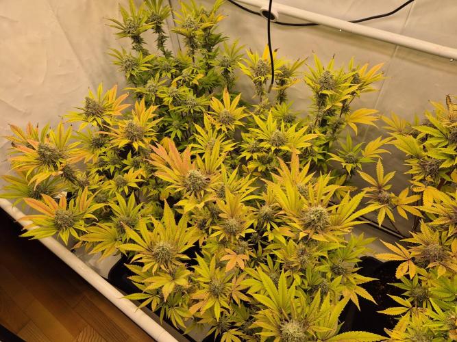 Insane OG 2025. Week 11