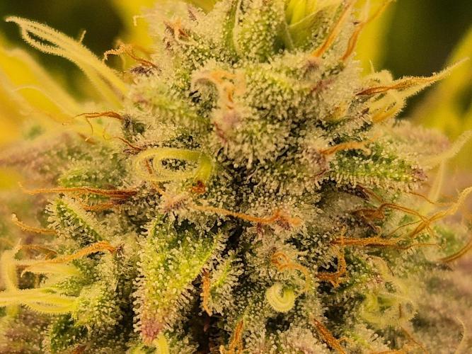 Insane OG 2025. Week 11