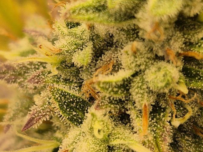 Insane OG 2025. Week 11