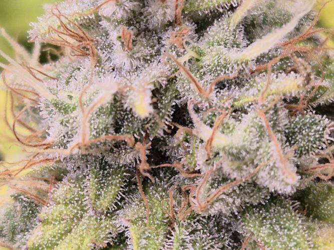 Insane OG 2025. Week 11