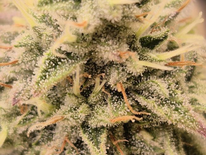 Insane OG 2025. Week 11