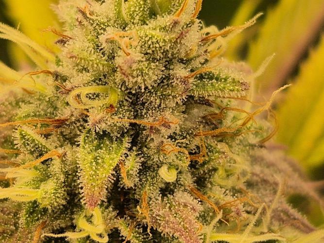 Insane OG 2025. Week 11