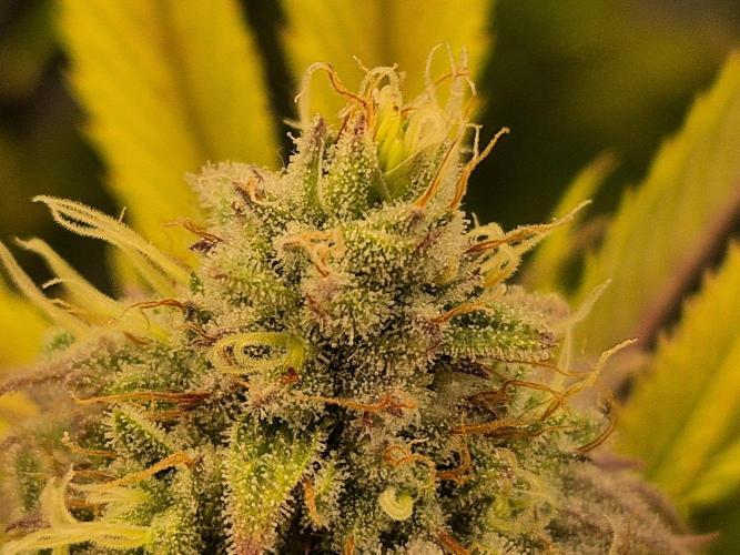 Insane OG 2025. Week 11