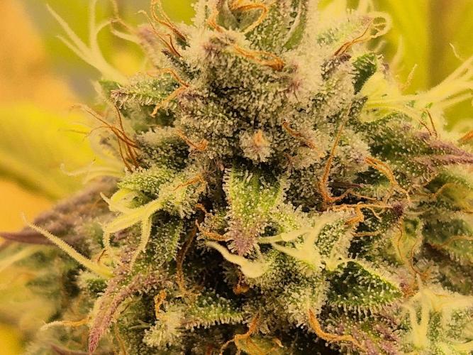 Insane OG 2025. Week 11