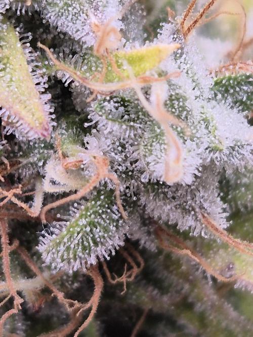 Insane OG 2025. Week 12